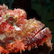 Scorpionfish